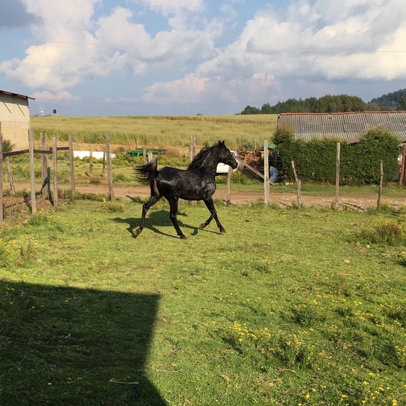 Meet your Posher, Alejandro - Picture 1 of 1